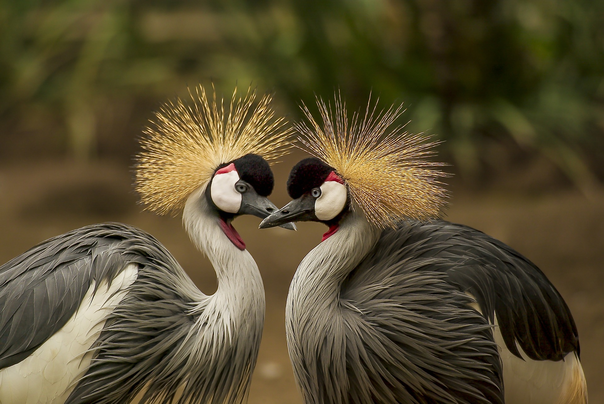 Grey Crown Cranes