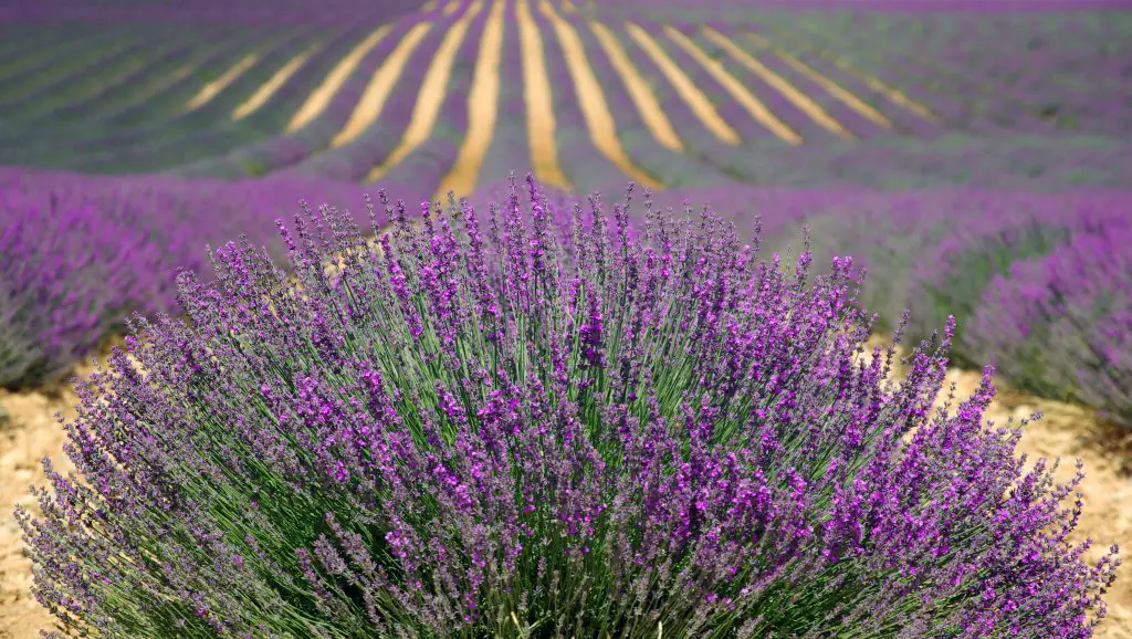 lavenders, flowers, field